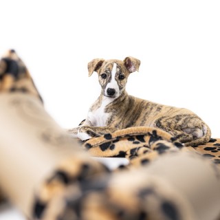 copy of BLANKET Dyzz Wel