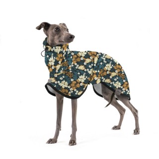 Thunbergie Petrolejová...